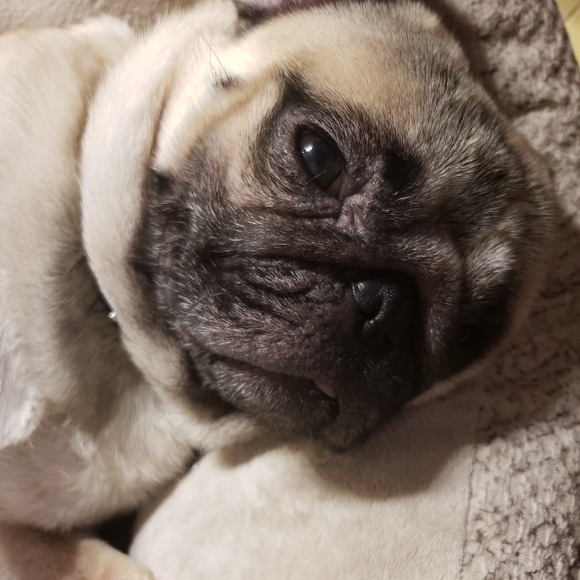 Meet your Posher, Jamie - Picture 1 of 2